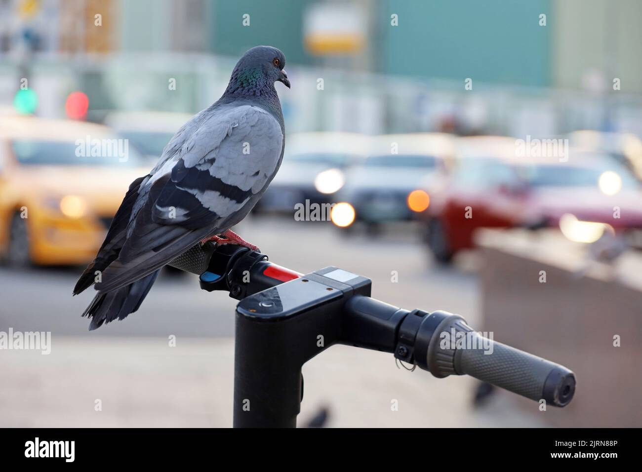 Pigeon s'asseoir sur le guidon de scooters électriques dans la rue de la ville. Colombe sur un arrière-plan de voitures flou, e-scooter location Banque D'Images