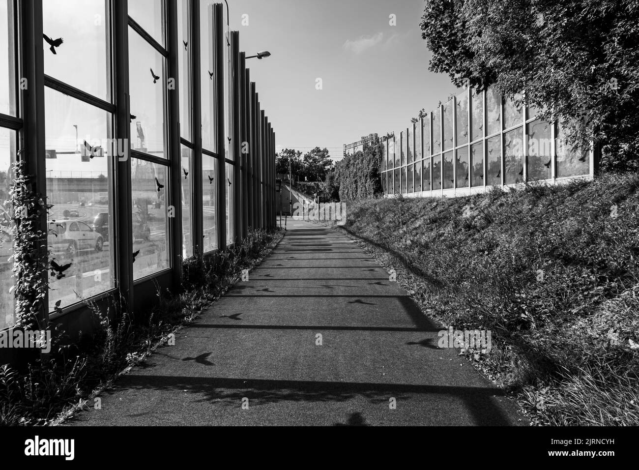 Une photo en échelle de gris d'une barrière avec des autocollants d'oiseau à côté d'une route et d'un itinéraire de vélo dans la rue Jan Pawla Banque D'Images