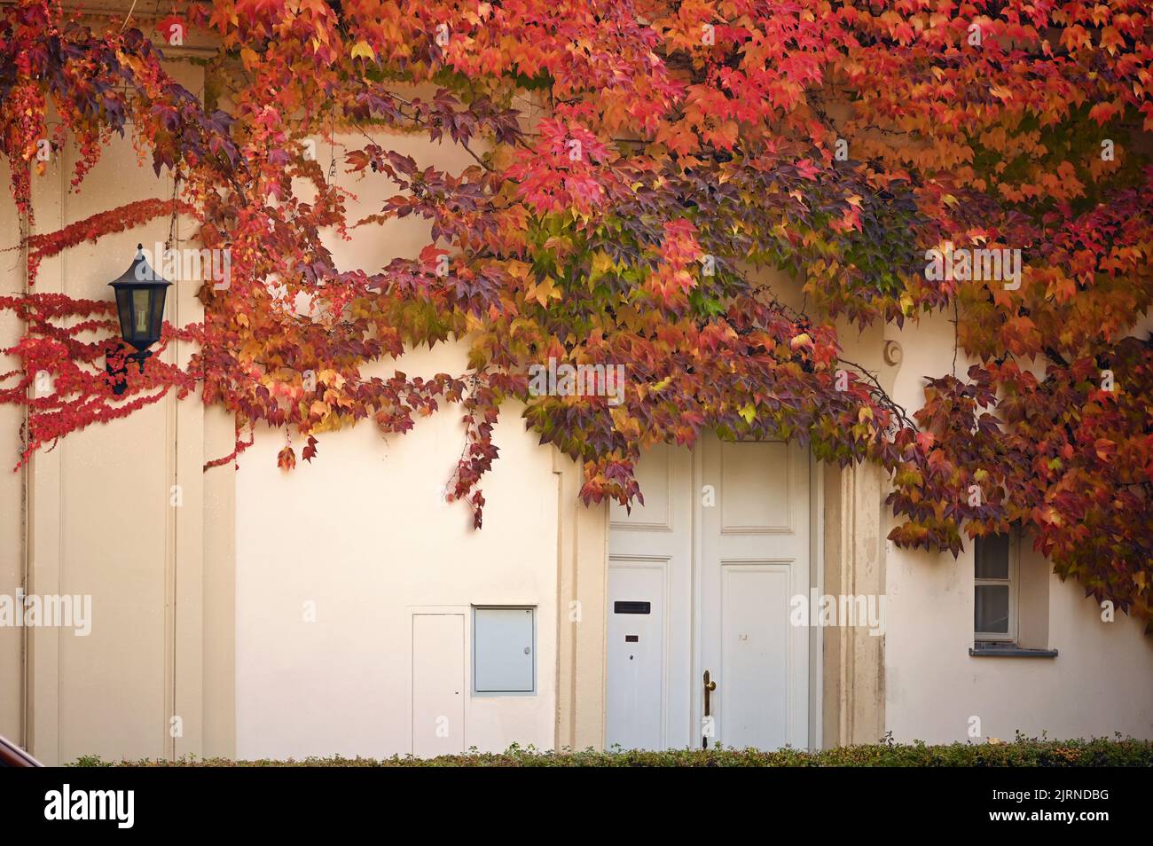 le mur d'une vieille maison couverte de feuilles de super-réducteur en automne Banque D'Images