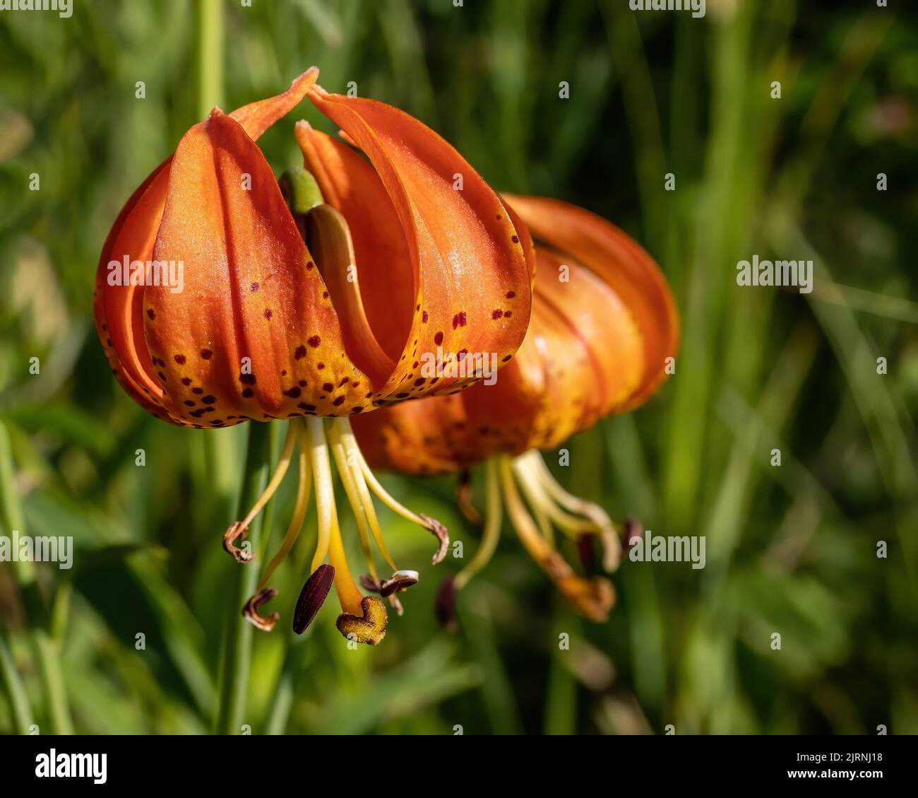 Le Cap Lilies de Turk a trouvé la croissance sauvage dans un fossé en bord de route dans le pays lors d'une journée d'été à Taylors Falls, Minnesota, États-Unis. Banque D'Images