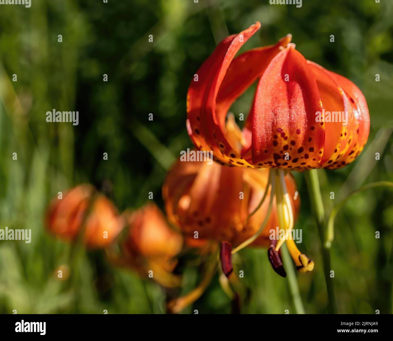 Le Cap Lilies de Turk a trouvé la croissance sauvage dans un fossé en bord de route dans le pays lors d'une journée d'été à Taylors Falls, Minnesota, États-Unis. Banque D'Images