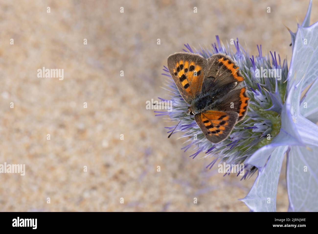 Petit cuivre (Lycaena phlaeas) Norfolk GB août 2022 Banque D'Images