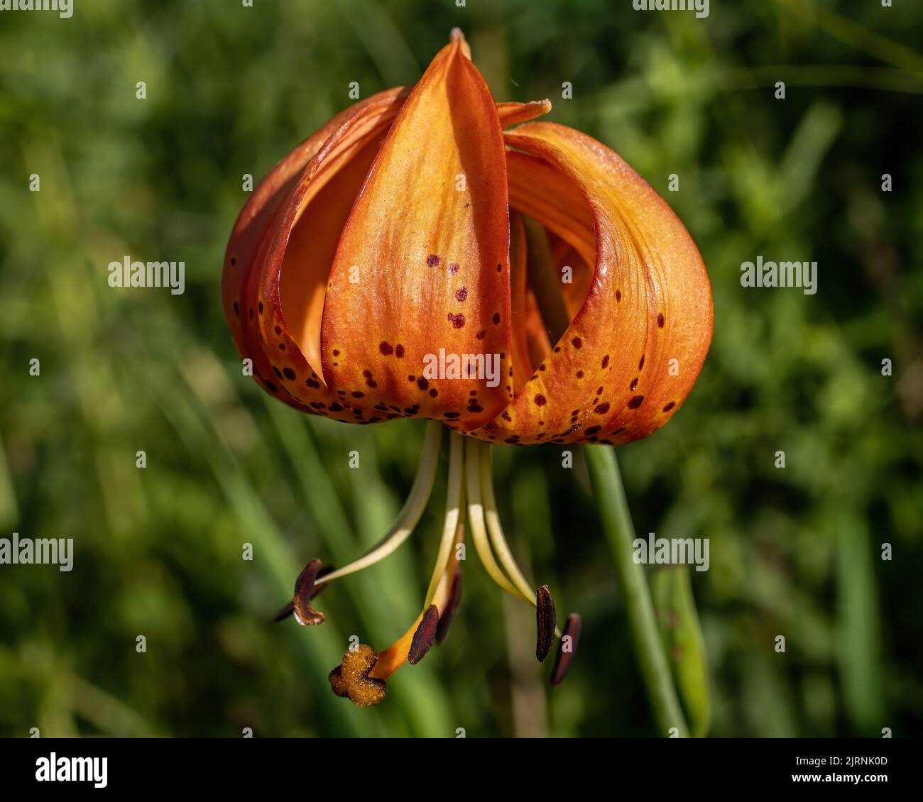 Le cap Lily de Turk a trouvé la croissance sauvage dans un fossé en bord de route dans le pays lors d'une journée d'été à Taylors Falls, Minnesota, États-Unis. Banque D'Images