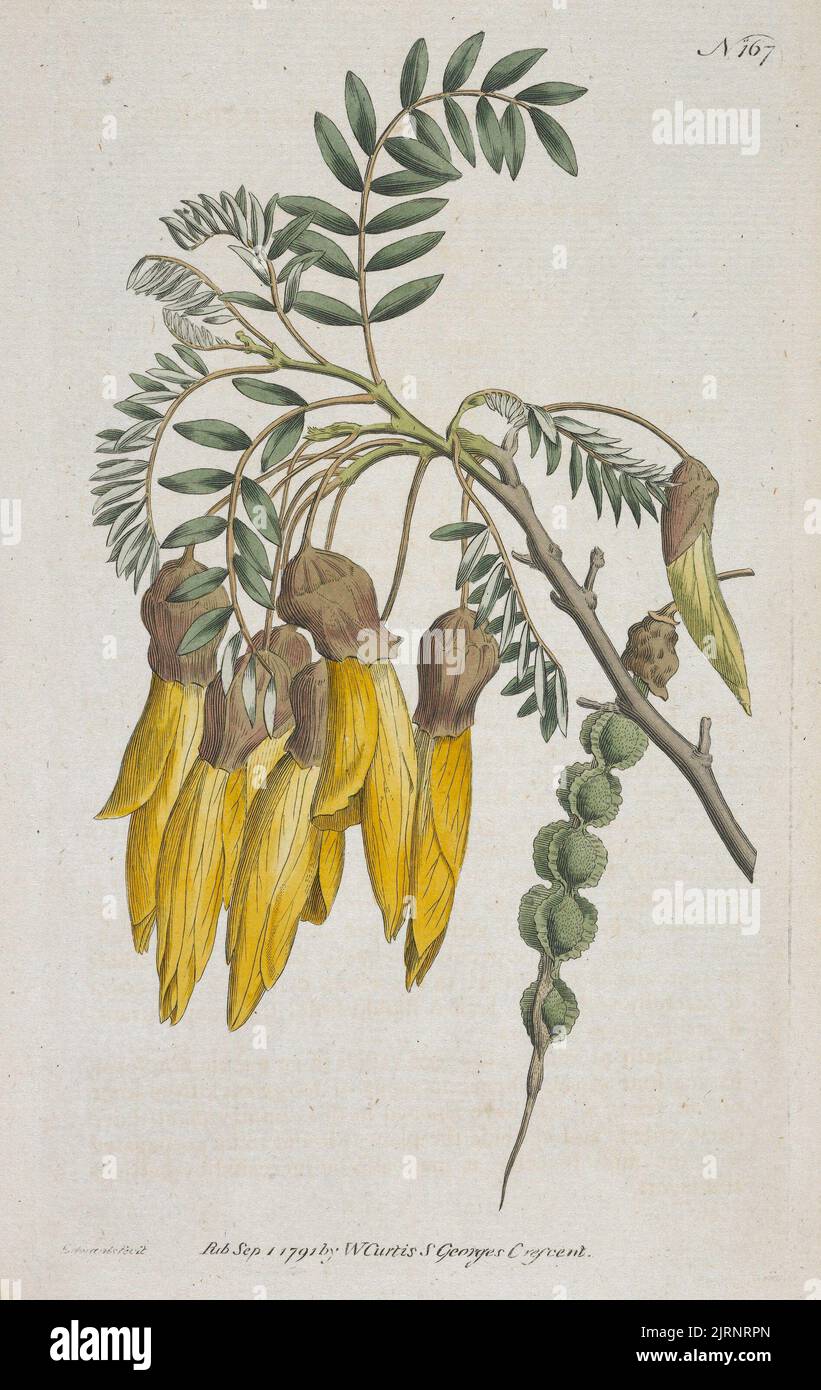 Sophora tetraptera, 1791 ans, Angleterre, par Sydenham Edwards. Banque D'Images