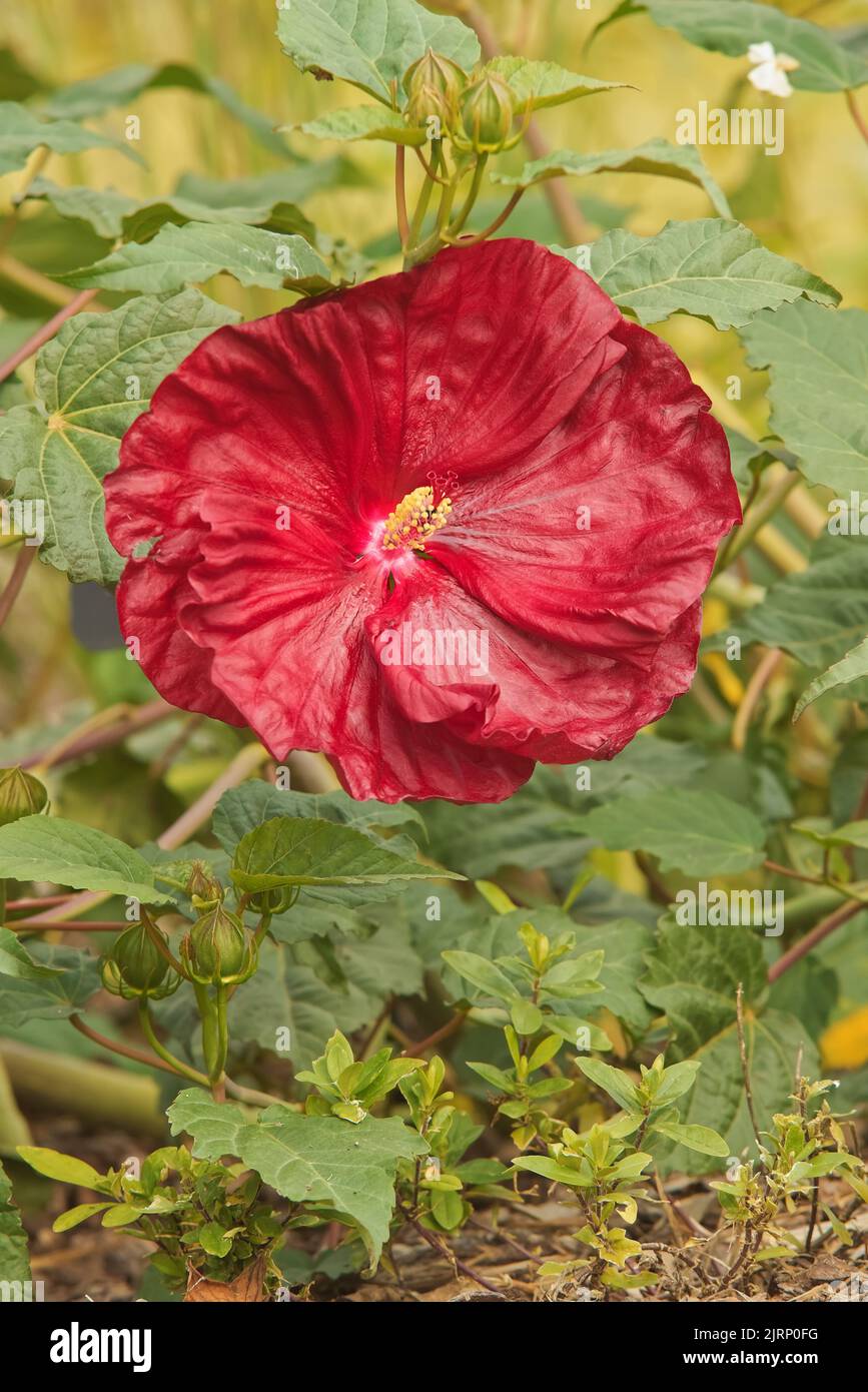 Hibiscus moscheutos, gros plan de la fleur rouge plante ornementale de la famille des Malvaceae. Également connu sous le nom de Hardy Hibiscus Robert Fleming ou Swamp Rose Banque D'Images