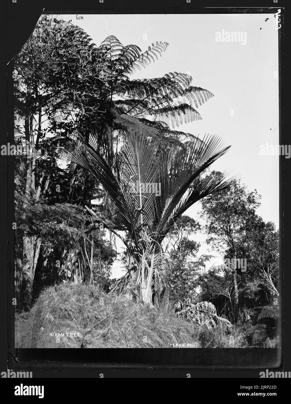 Nikau Palm Banque D'Images