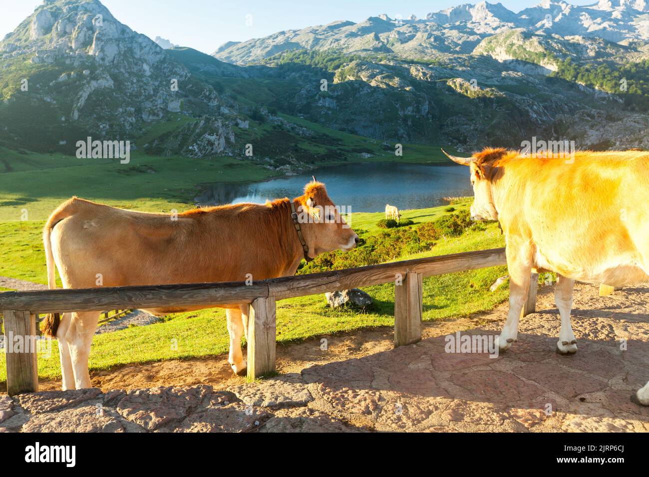 La vache à bétail des montagnes Asturies se trouve sur la pelouse dans un parc national au milieu des montagnes au coucher du soleil Banque D'Images