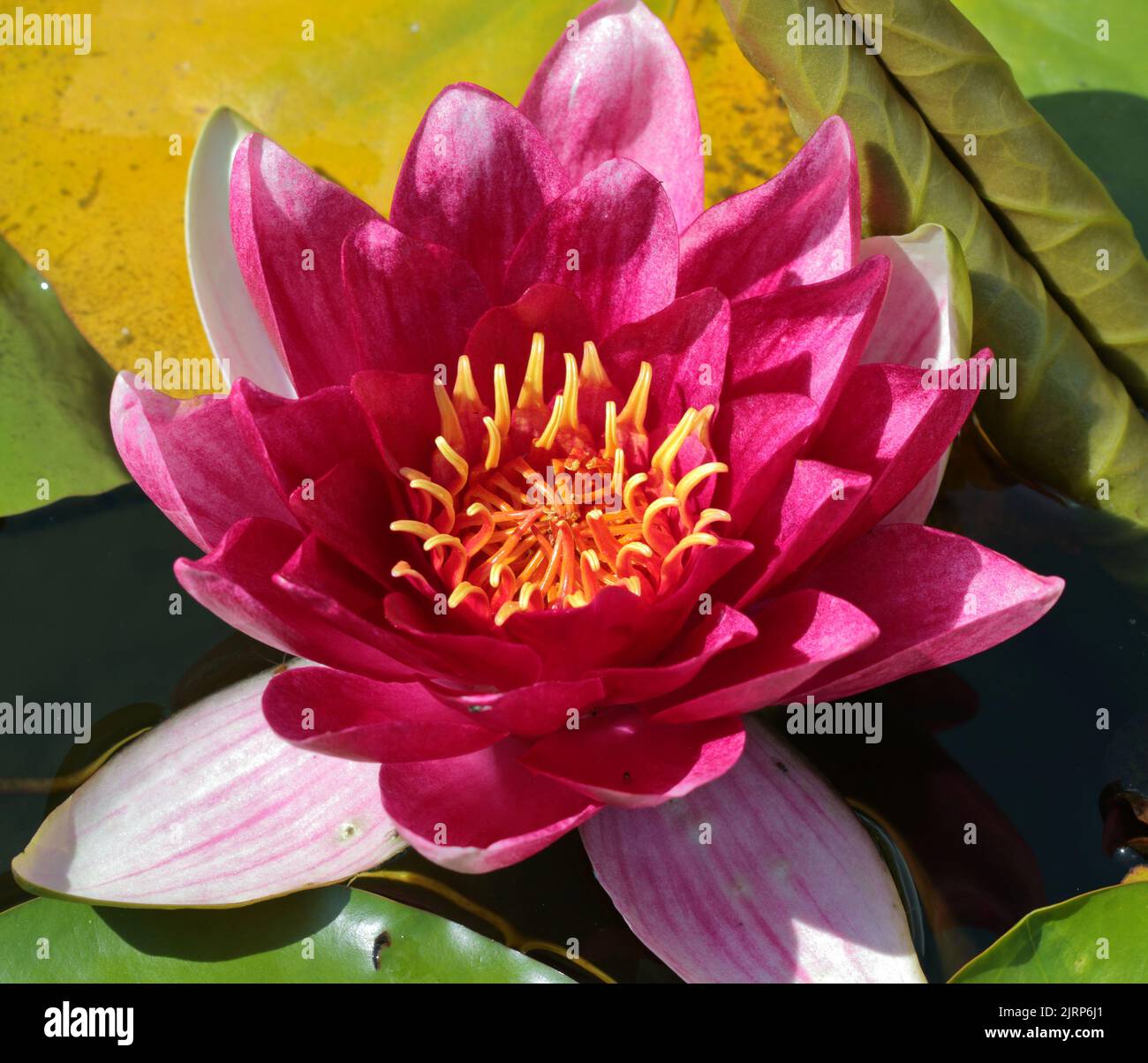 Le nénuphars (famille des Nymphaeaceae), le nymphaeaceae est une famille de plantes à fleurs, communément appelées nénuphars. Ils vivent comme des herbes aquatiques rhizomateuses. Banque D'Images