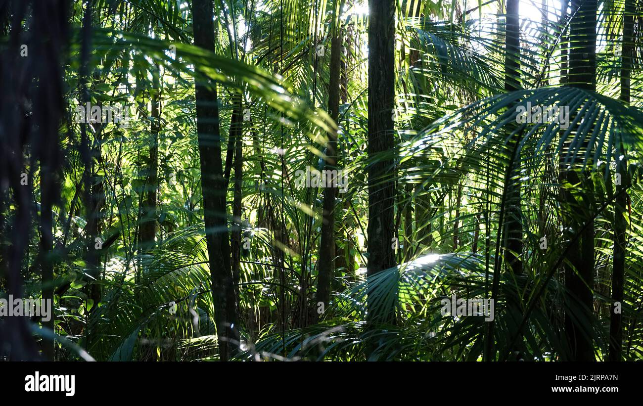 Forêt tropicale humide, composée de palmiers de l'espèce jussara, menacée d'extinction. Banque D'Images