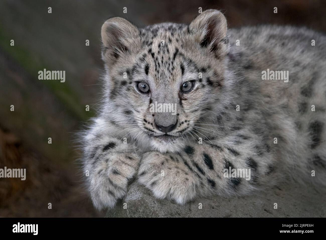 bonhomme de léopard des neiges femelle regardant vers l'appareil photo Banque D'Images