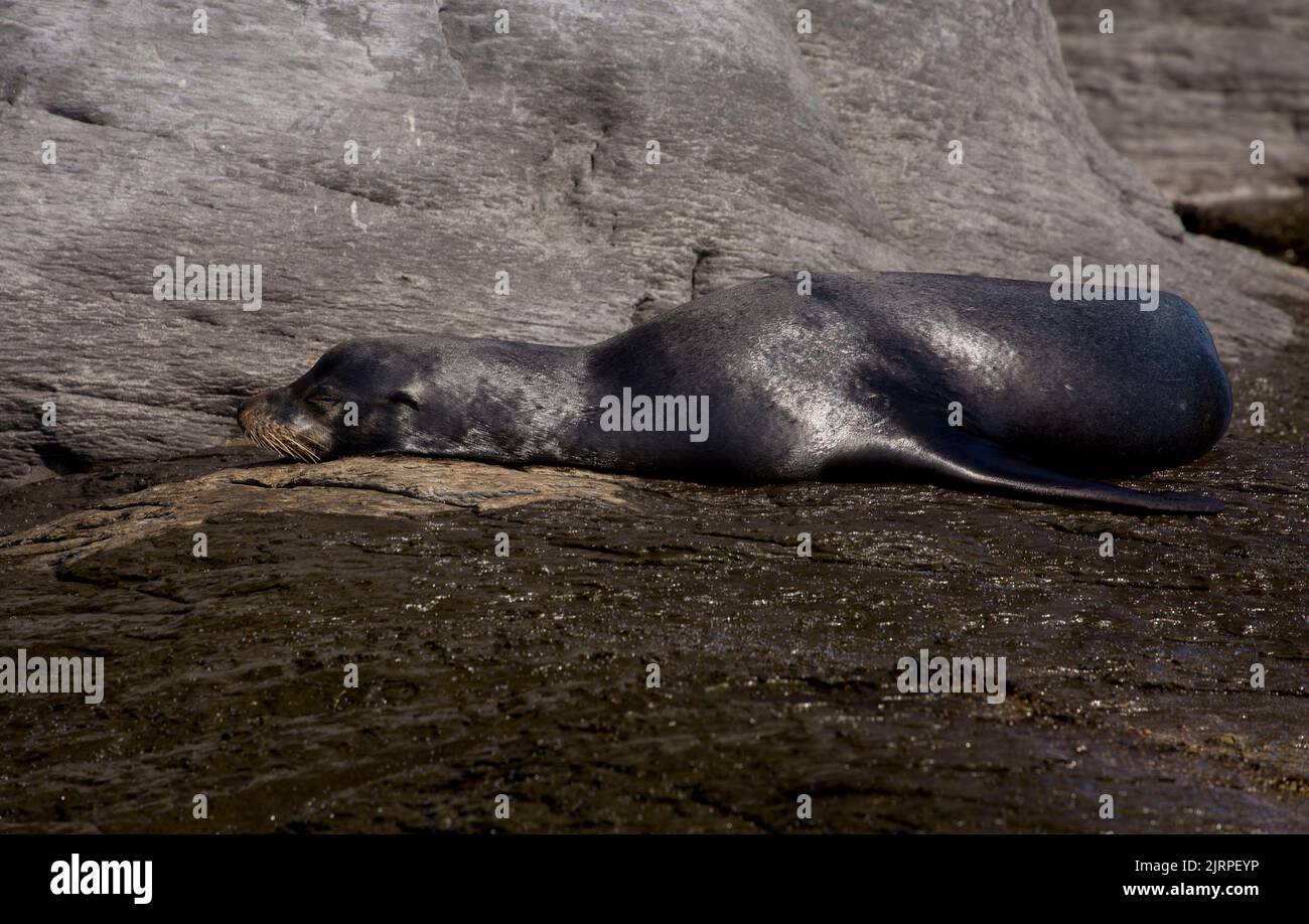 Un lion de mer géant dort sur une rive rocheuse de la mer de Cortez à Loreto, au Mexique Banque D'Images