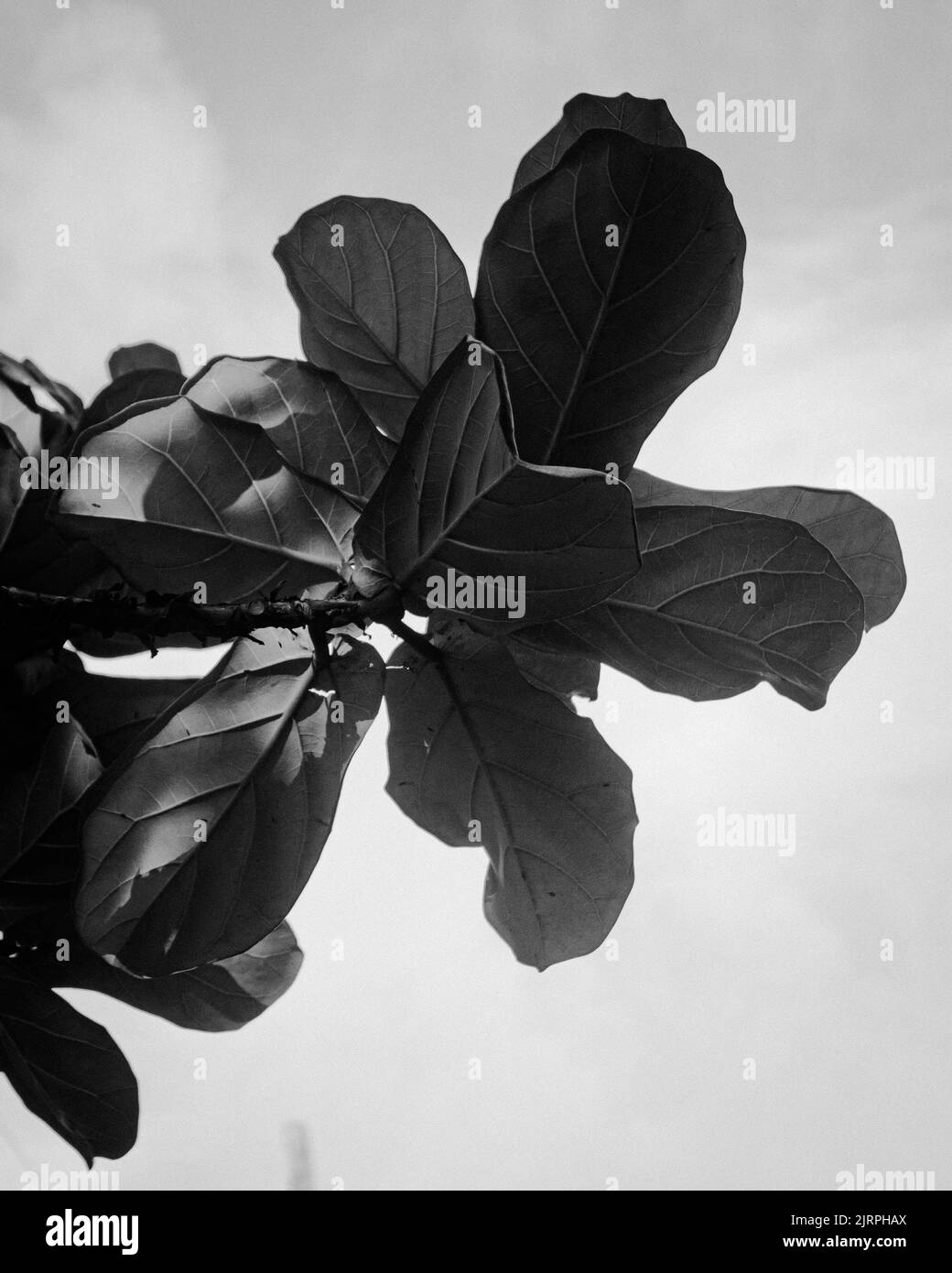 Poésie de la nature noire et blanche Banque D'Images