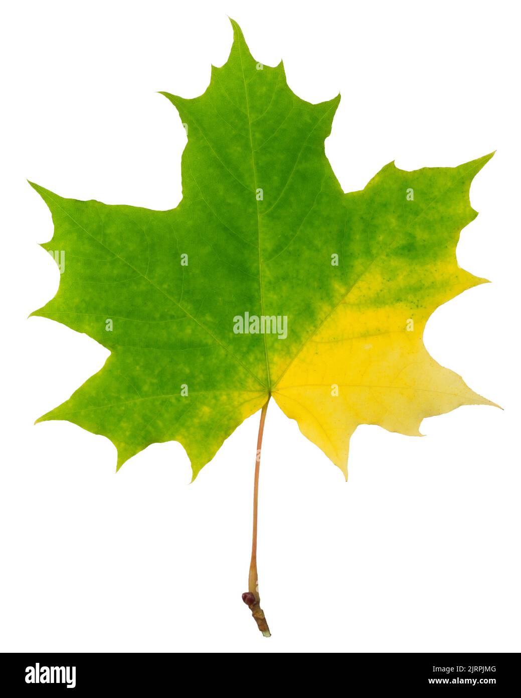 feuille d'érable d'automne isolée sur fond blanc, chemin d'écrêtage, pleine profondeur de champ Banque D'Images