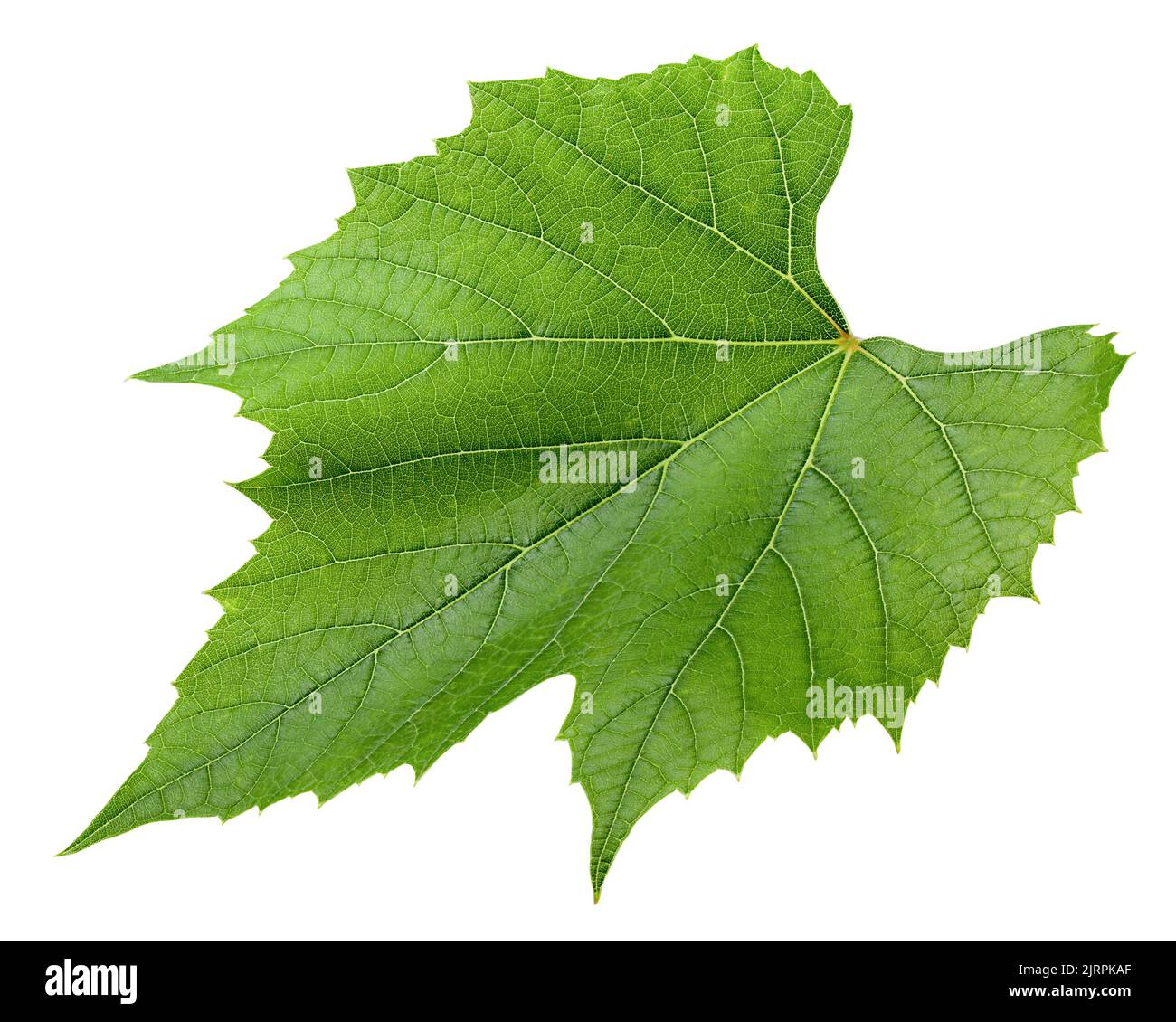 Feuille de raisin, isolée sur fond blanc, passe de découpe, profondeur de champ totale Banque D'Images Feuille de raisin, isolée sur fond blanc, passe de découpe, profondeur de champ totale Banque D'Images