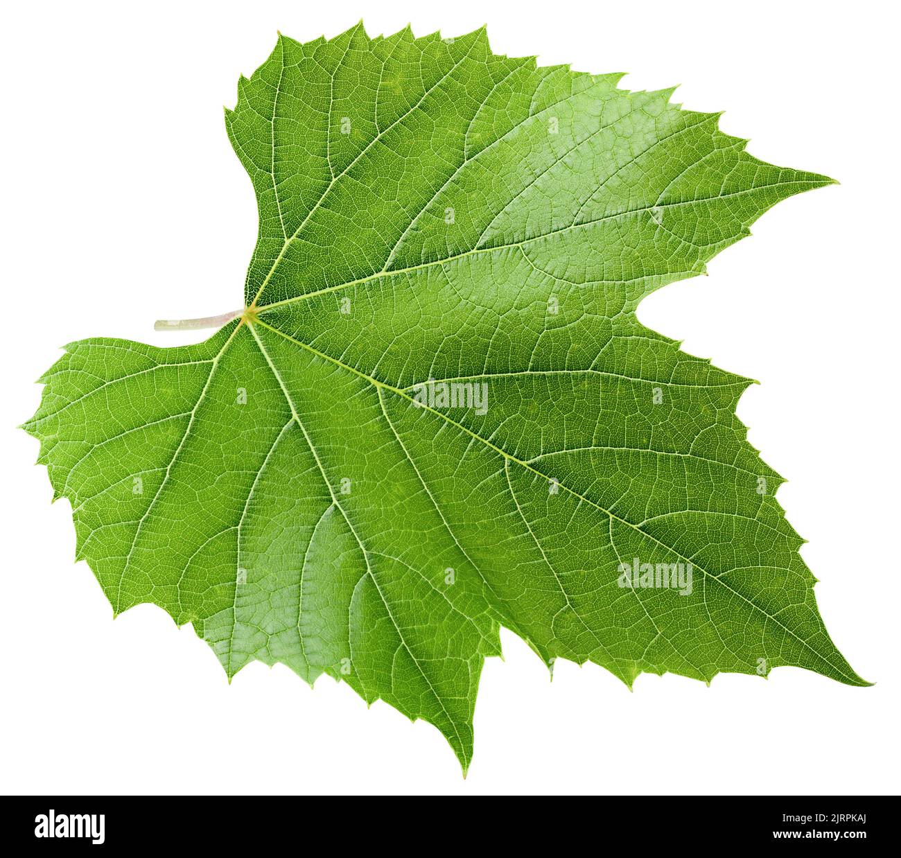 Feuille de raisin, isolée sur fond blanc, passe de découpe, profondeur de champ totale Banque D'Images Feuille de raisin, isolée sur fond blanc, passe de découpe, profondeur de champ totale Banque D'Images