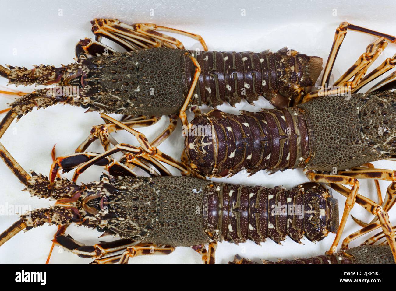 Homards épineux vivants sur le comptoir d'un magasin de poisson Banque D'Images