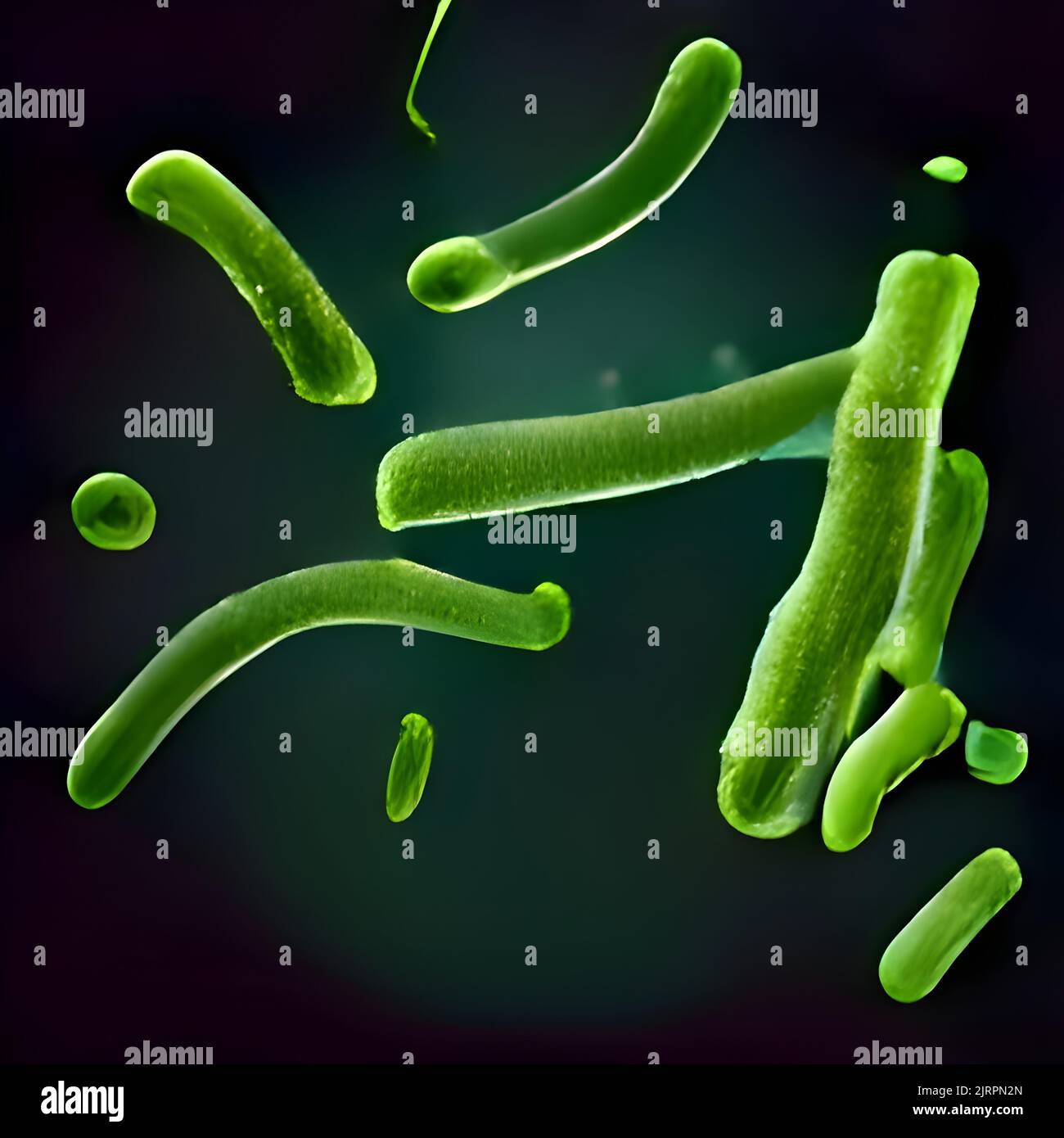 Escherichia coli (E. Coli.) cellules ou bactéries sous microscope Banque D'Images