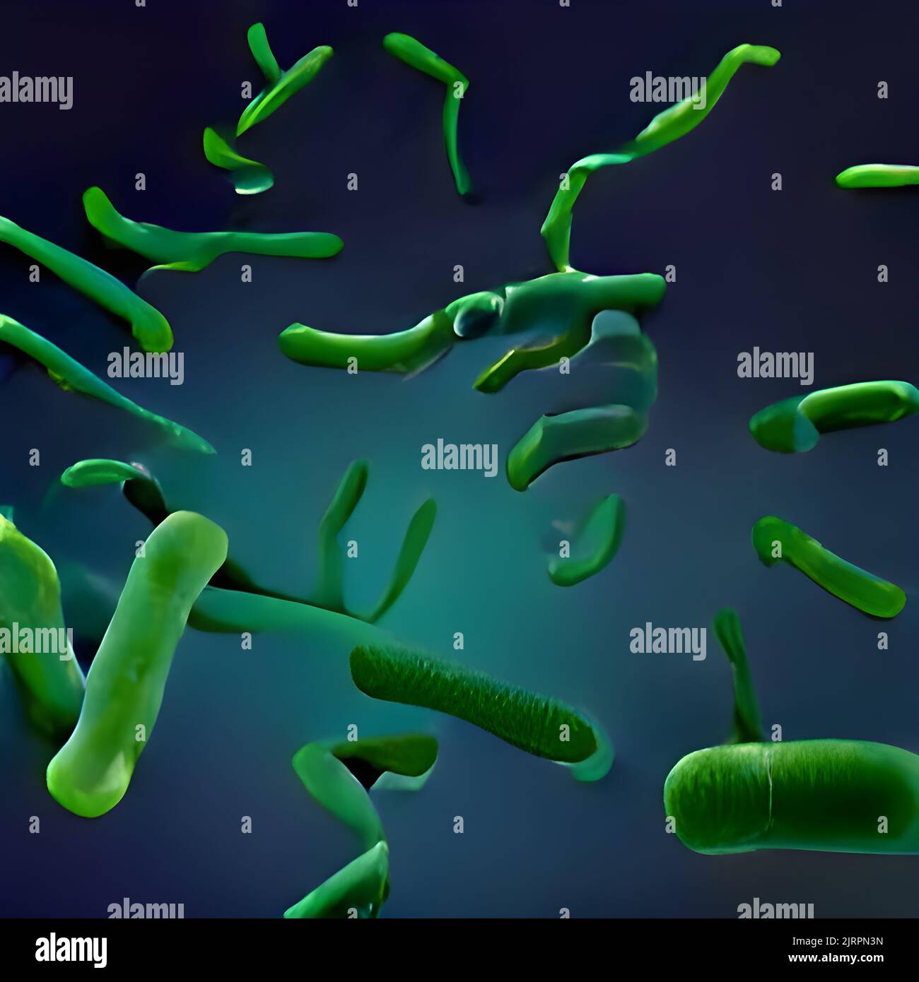 Escherichia coli (E. Coli.) cellules ou bactéries sous microscope Banque D'Images