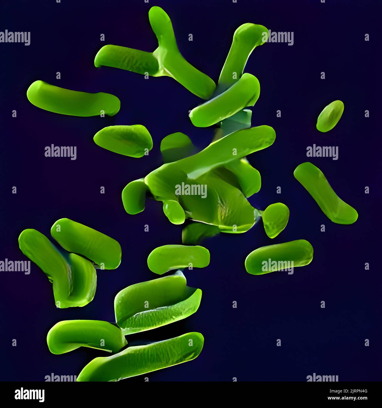 Escherichia coli (E. Coli.) cellules ou bactéries sous microscope Banque D'Images