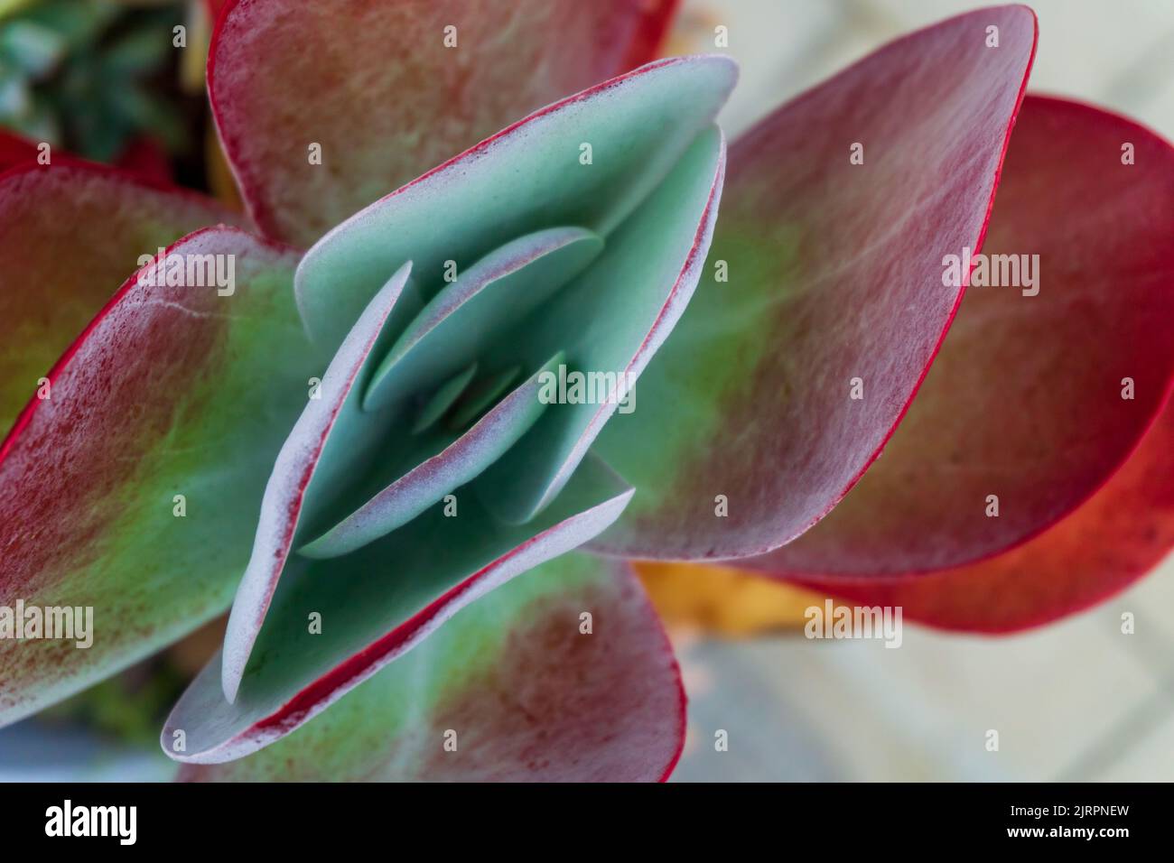 Rouge vif - fleur verte de la thyrsiflora de Kalanchoe Banque D'Images