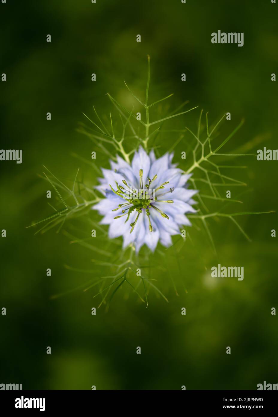 Vue de dessus de l'amour-dans-un-brouillard bleu ou diable dans la fleur de brousse dans le garten. Concept de jardinage. Flou sélectif avec arrière-plan flou. Banque D'Images