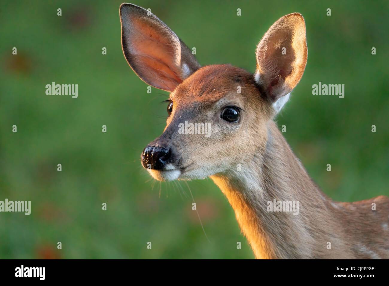 Un gros plan d'un cerf de Virginie Fawn Banque D'Images
