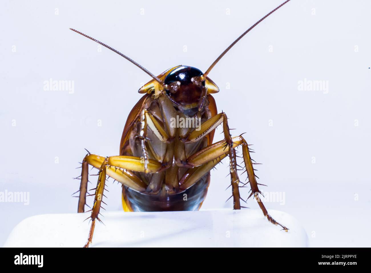 tout sur la nature et les animaux sauvages vivant dans les climats tropicaux, en particulier en asie du sud-est Banque D'Images