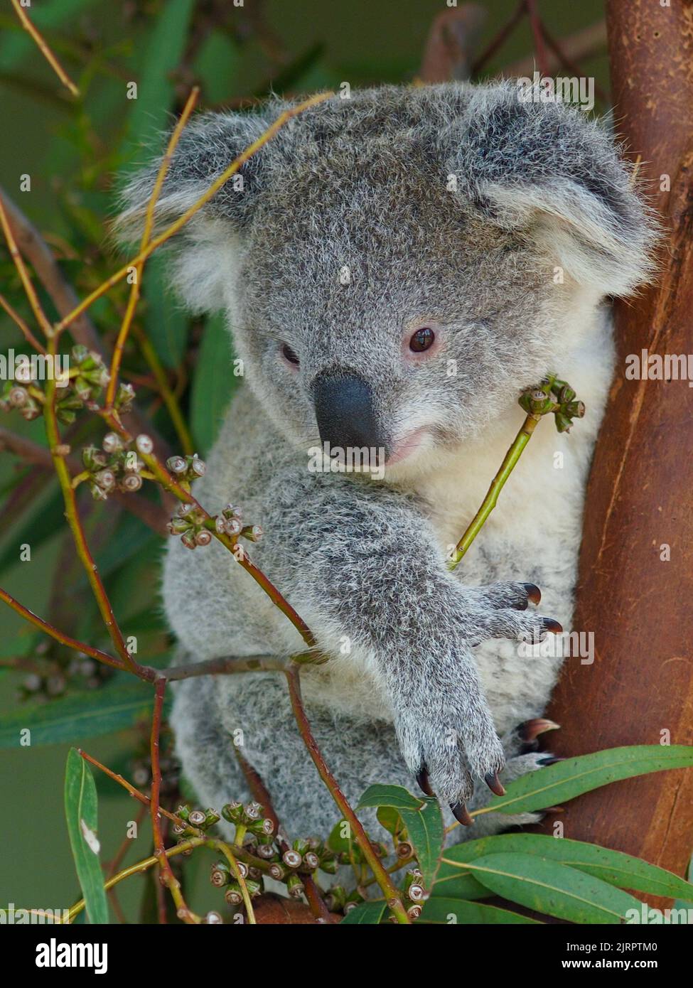 Jeune Koala attachant et adorable, assis dans un eucalyptus. Banque D'Images