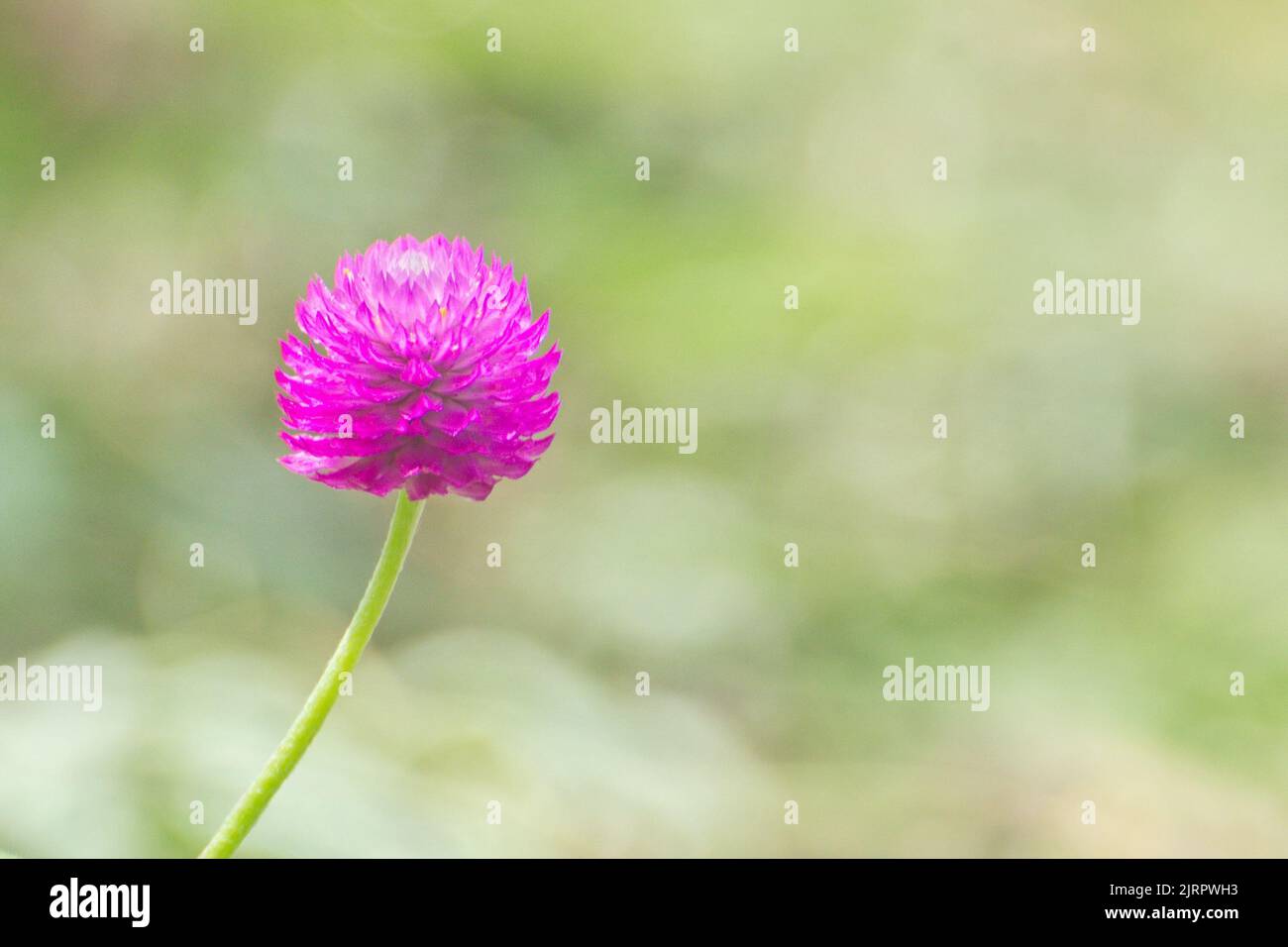 Vue rapprochée d'une fleur de Gomphrena globose rose Banque D'Images