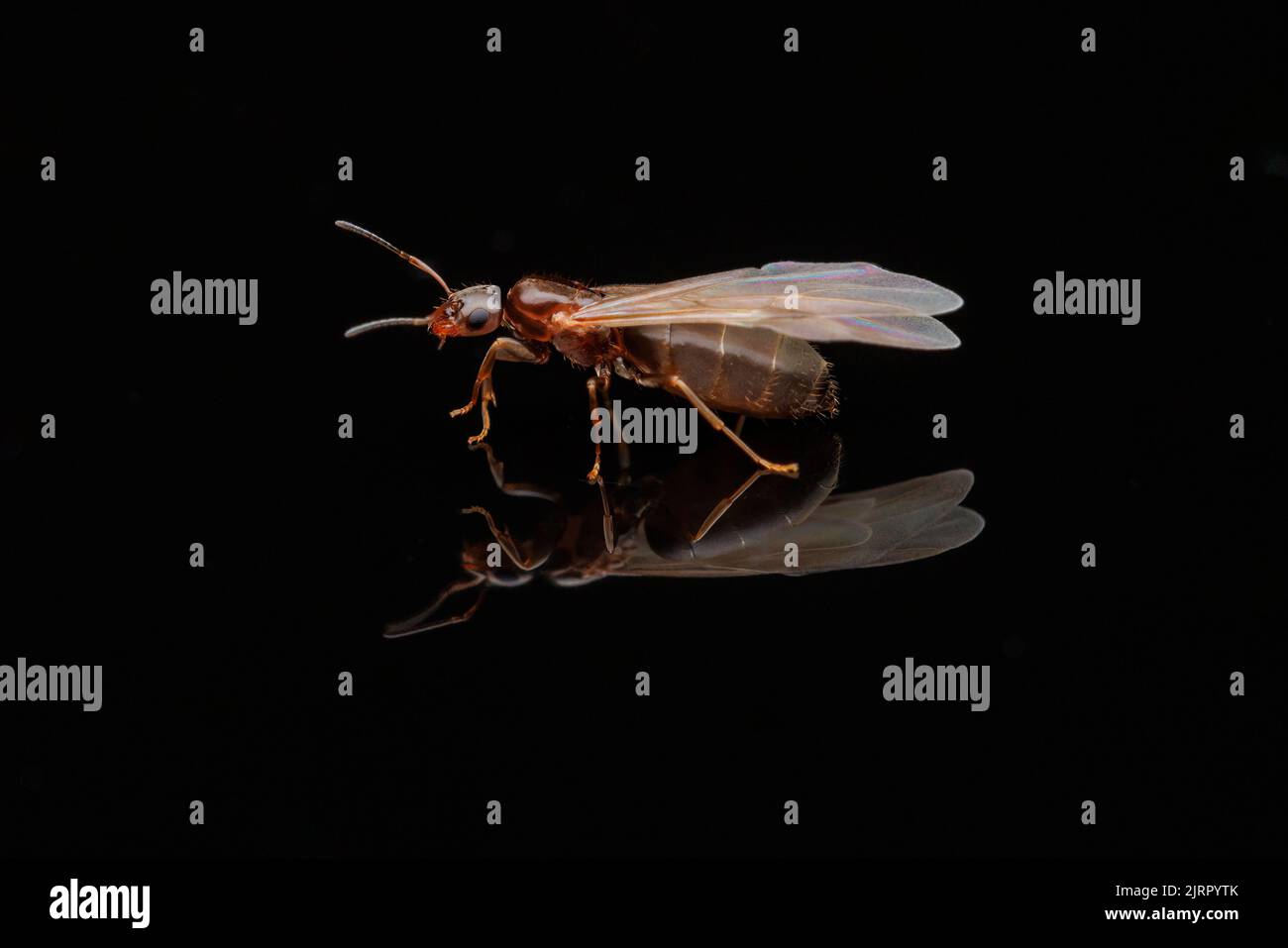 Une reine Dark Rover Ant (Brachymyrmex patagonicus) lors d'un vol nuptial. Banque D'Images