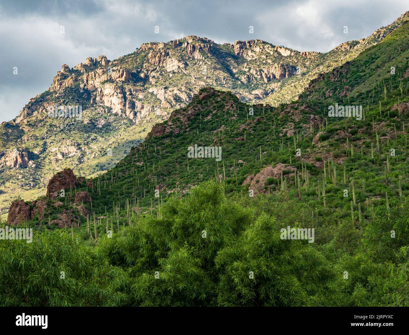 Les montagnes du désert de Sonoran près de Tucson Arizona deviennent vert émeraude après quelques pluies de mousson abondantes récentes. Banque D'Images