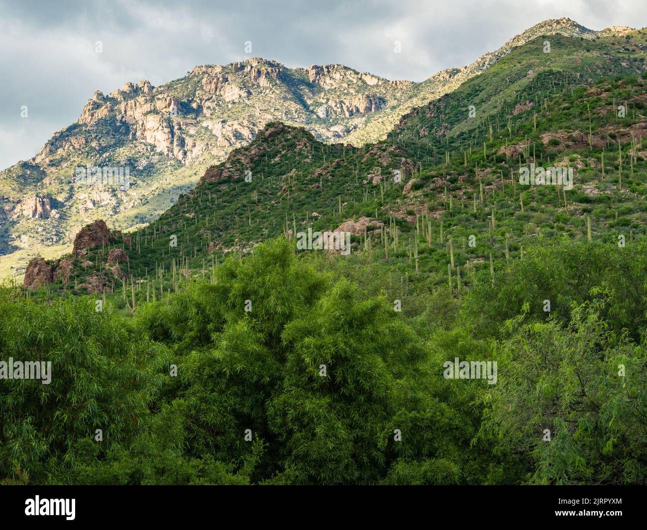 Les montagnes du désert de Sonoran près de Tucson Arizona deviennent vert émeraude après quelques pluies de mousson abondantes récentes. Banque D'Images