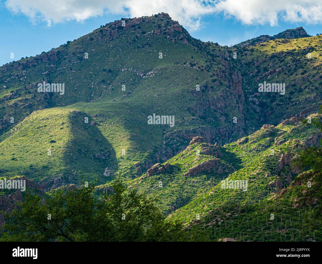 Les montagnes du désert de Sonoran près de Tucson Arizona deviennent vert émeraude après quelques pluies de mousson abondantes récentes. Banque D'Images