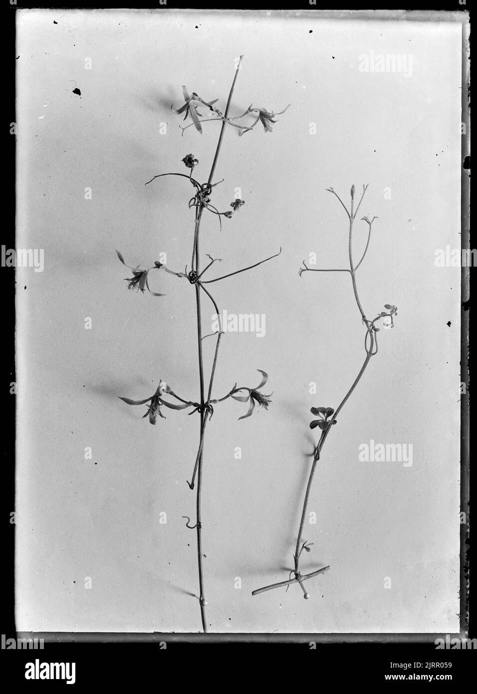 Clematis, vers 1910, par Fred Brockett. Banque D'Images