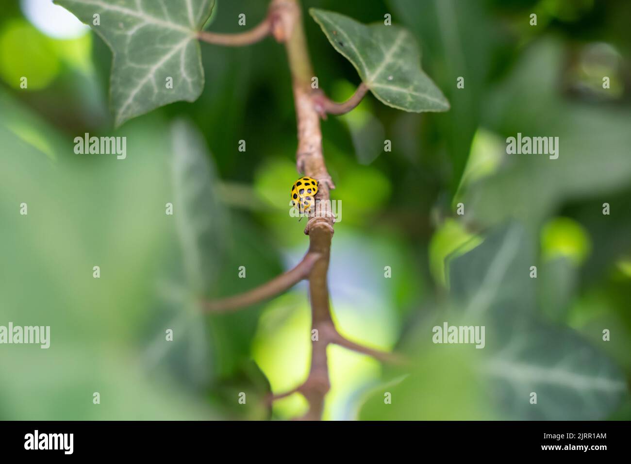 Gros plan d'un jaune insecte avec des points noirs sur une plante Banque D'Images