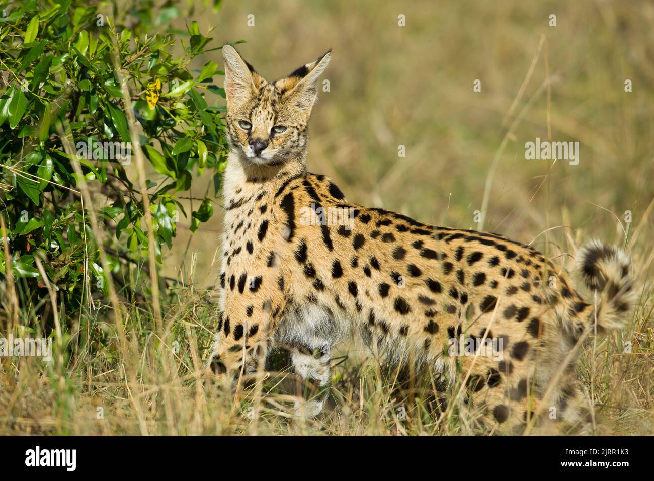 Serval (Leptailurus serval) Banque D'Images