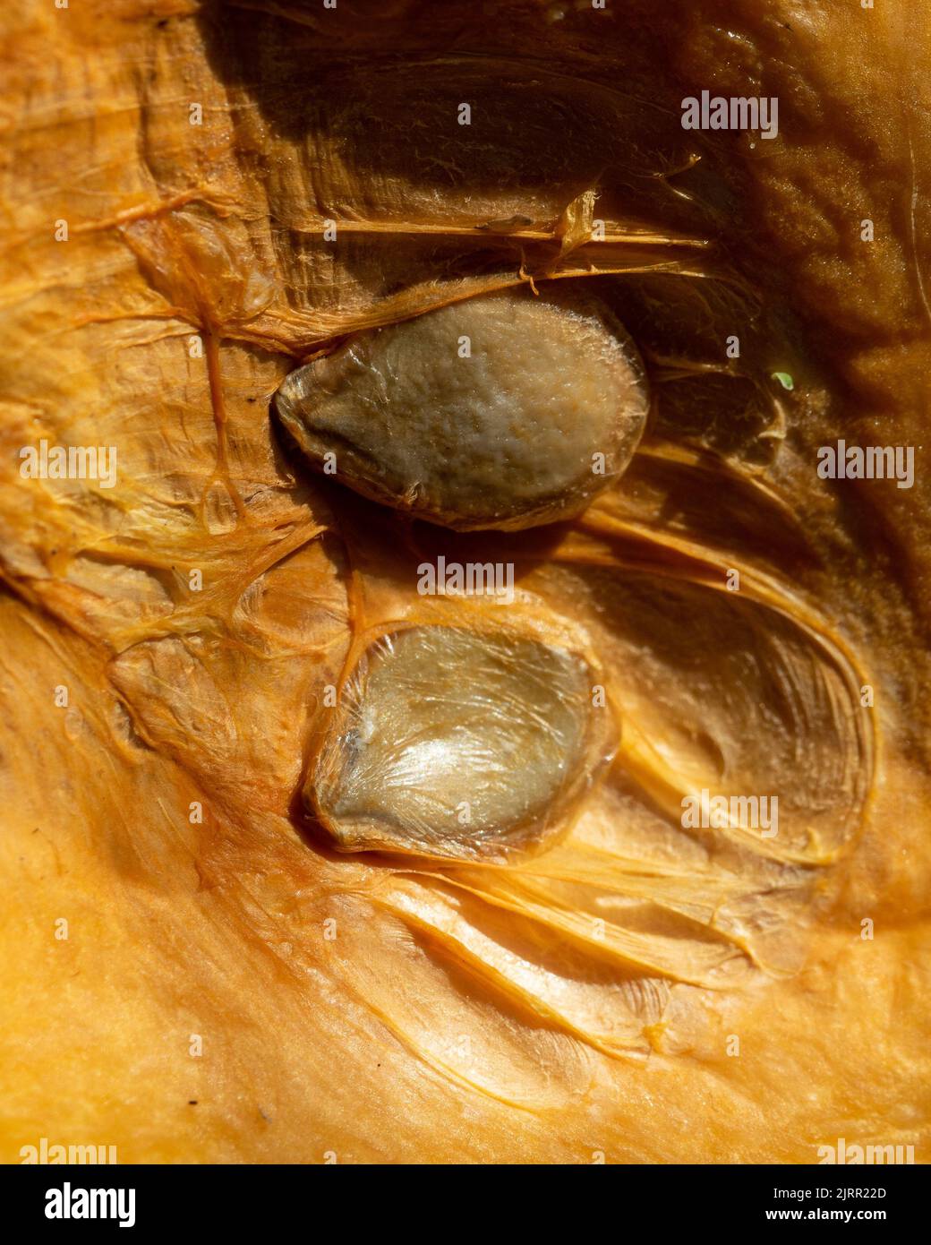 Légume, gros plan de la chair orange d'un Kent ou d'une citrouille de Jap avec des graines, nutritif et peut être utilisé dans des plats sucrés ou salés, Australie Banque D'Images