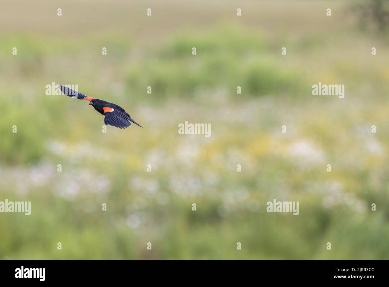 blackbird ailé de rouge tenant un brin de poils d'animaux alors qu'il vole au-dessus d'un pré du nord du Wisconsin. Banque D'Images