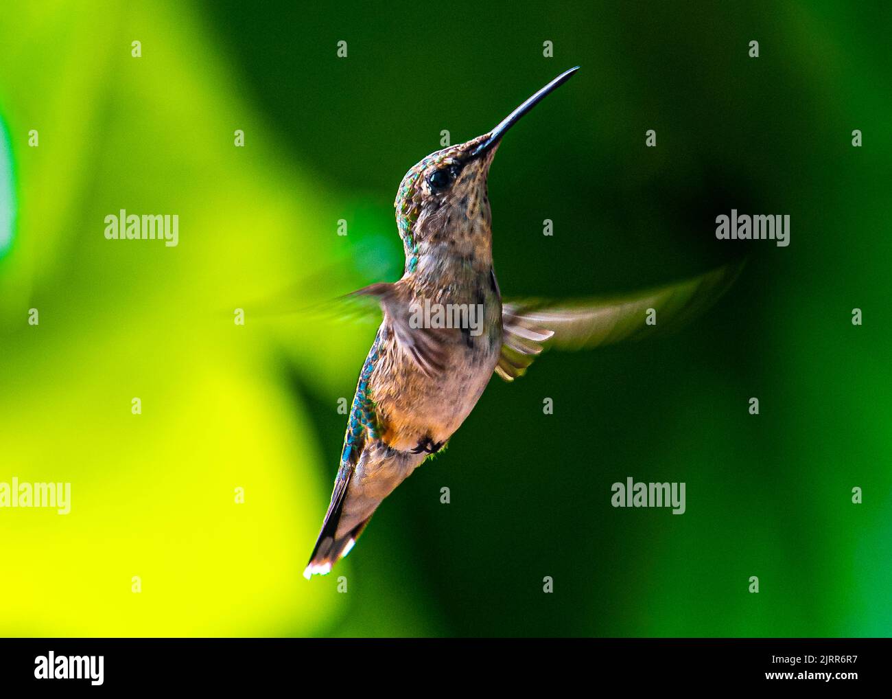 Colibris. Dans un jardin surcultivé de Barrie, en Ontario, les plus petits oiseaux volent vers les fleurs colorées pour se nourrir du nectar de fleurs douces. Banque D'Images