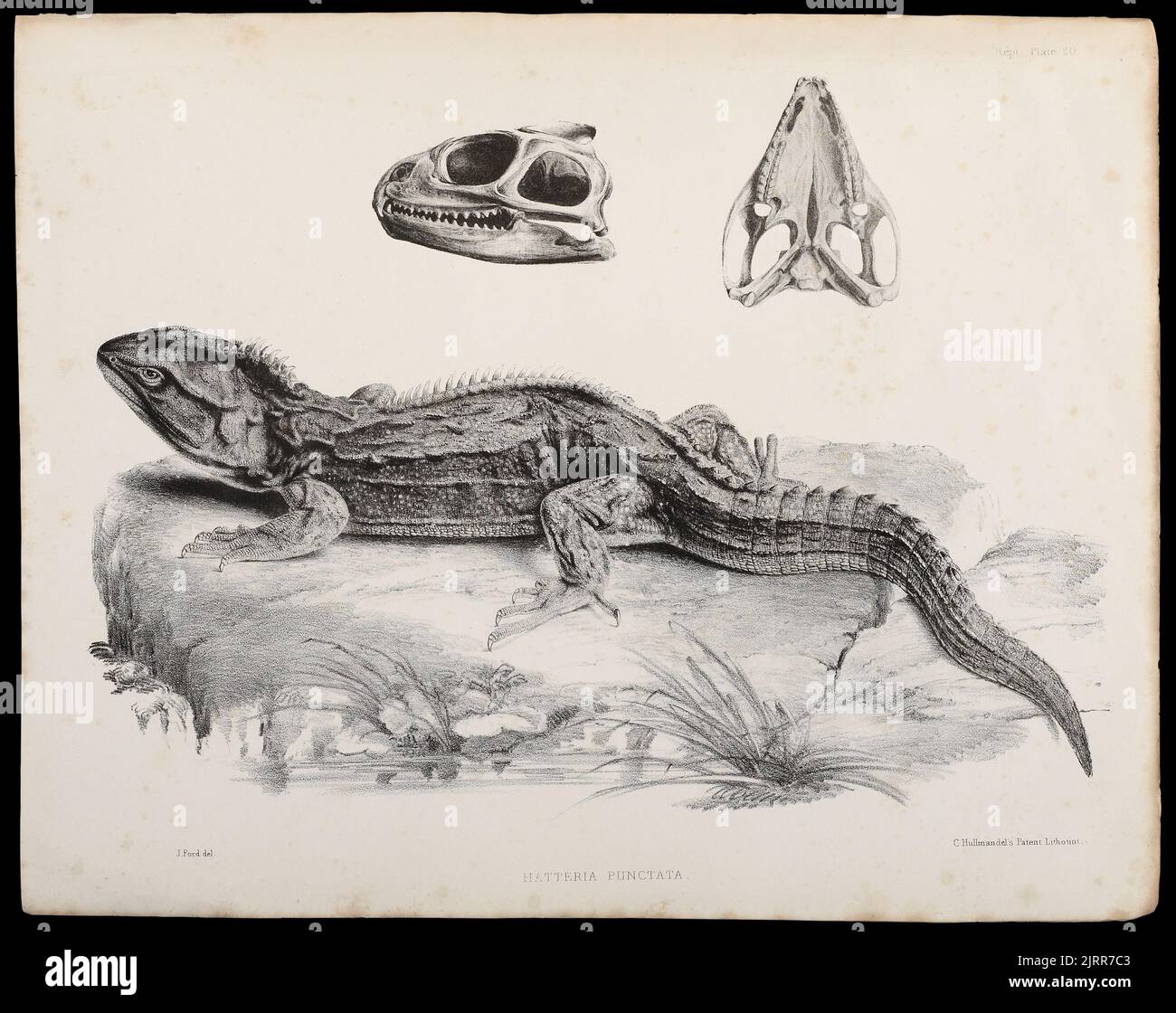 Hatteria punctata. Tôle 20. Du livre la zoologie du voyage de H.M.S. Erebus et erreur 1839 - 1843. 2 reptiles, poissons, Crustacea, insectes, Molluska, 1845, par J Ford. Banque D'Images