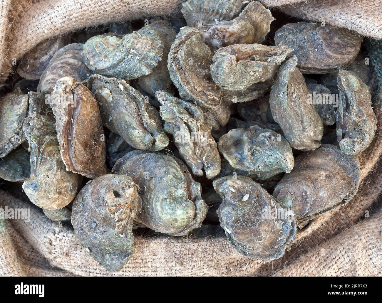 Huîtres récoltées 'Crassostrea virginica', Golfe du Mexique. Banque D'Images