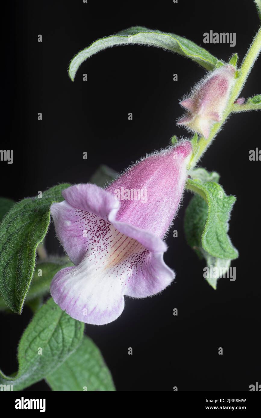 gros plan de la fleur de sesamum radiatum Banque D'Images