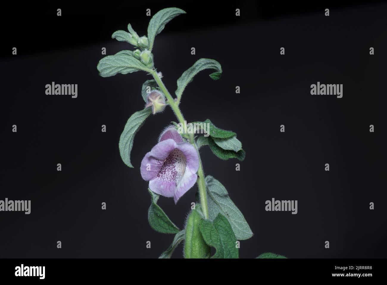 gros plan de la fleur de sesamum radiatum Banque D'Images