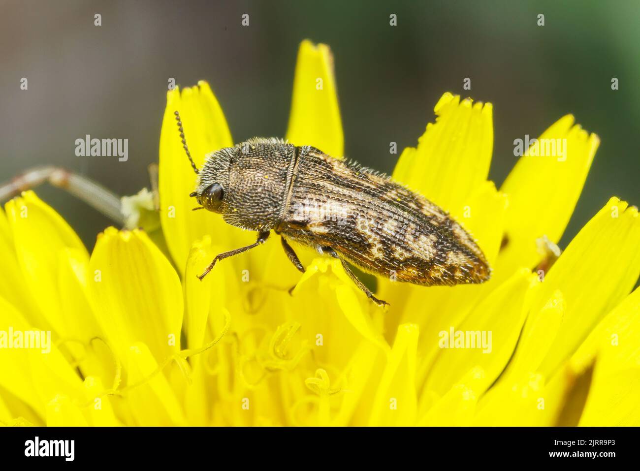 Beetle à bois métallique (Acmaeodera negecta) Banque D'Images