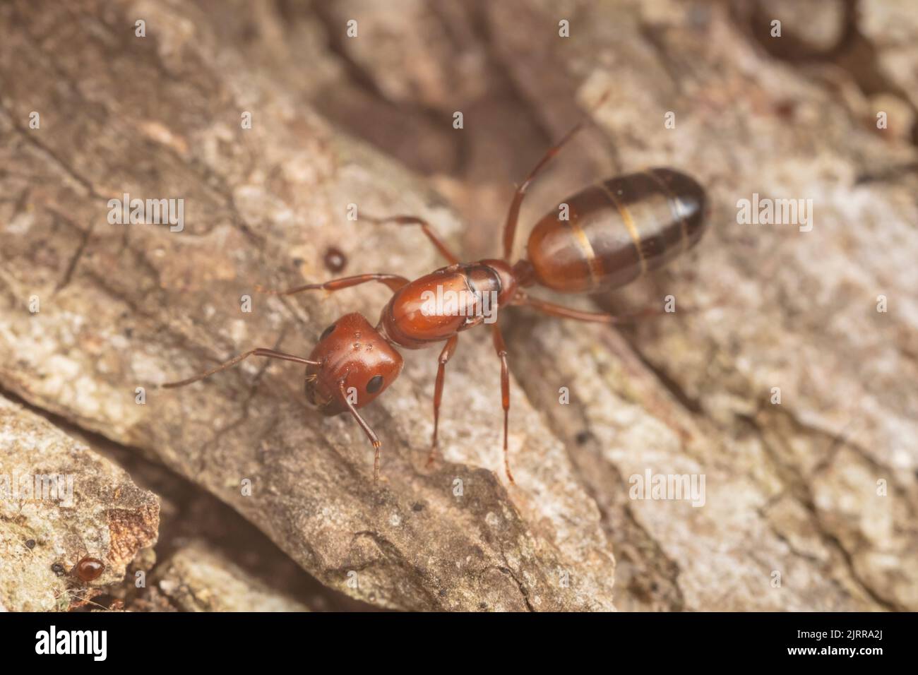 Un Carpenter Ant (Camponotus snellingi) désalte la reine après son vol. Banque D'Images