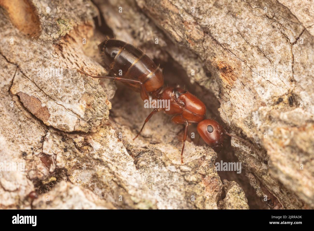 Un Carpenter Ant (Camponotus snellingi) désalte la reine après son vol. Banque D'Images