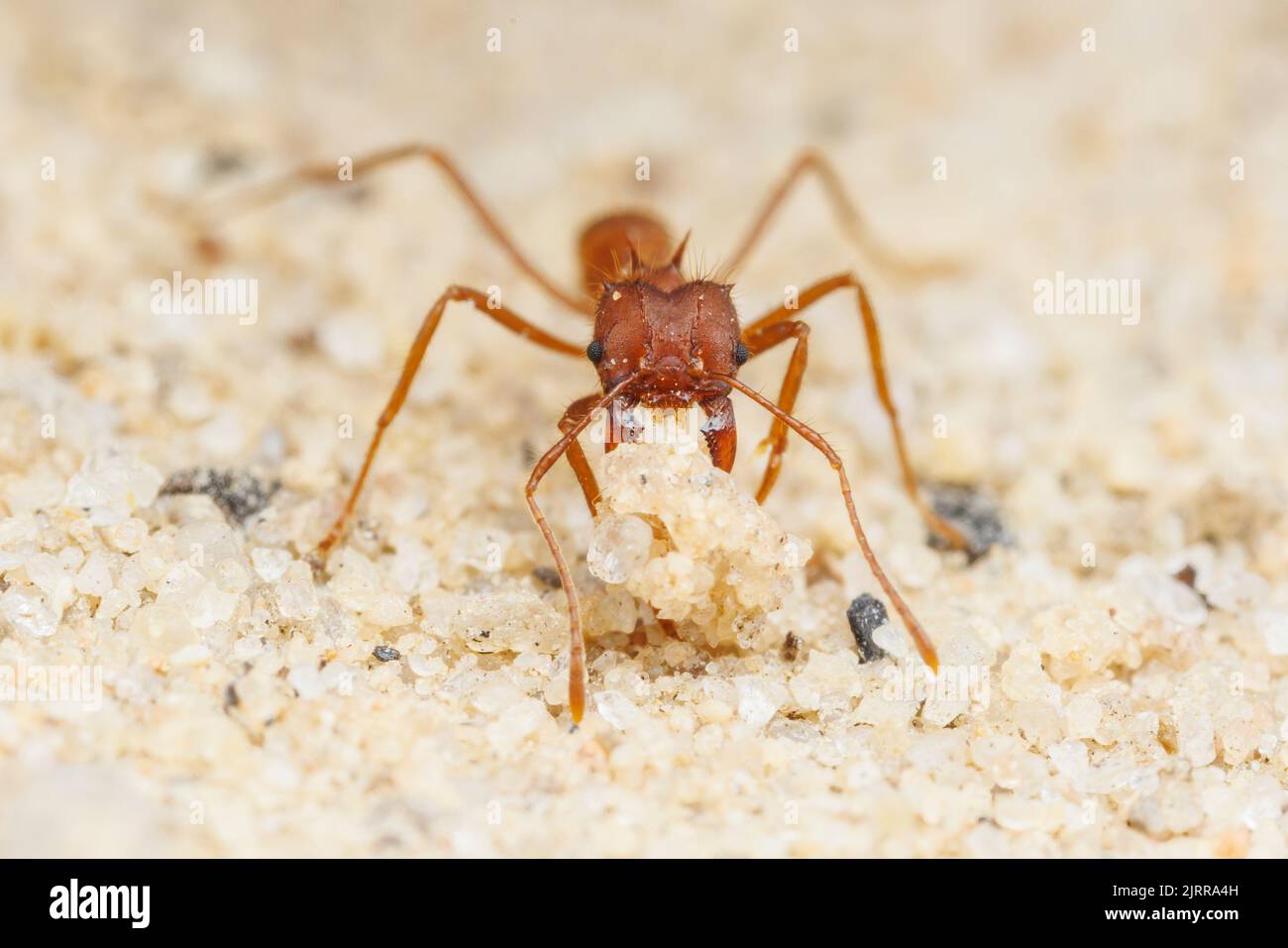 Atta texana Banque de photographies et d’images à haute résolution Alamy