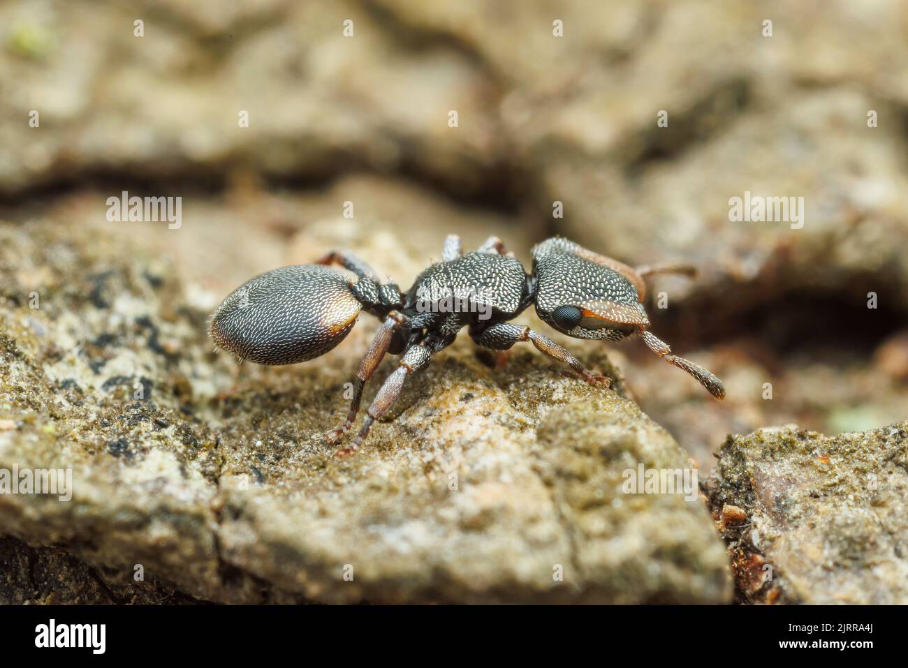 Ant de la tortue du Texas (Cephalotes texanus) sur un arbre de Mesquite au miel (Prosopis glandulosa). Banque D'Images