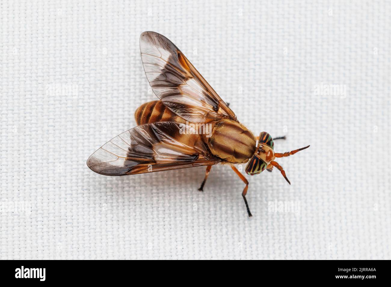 2 Taies d'oreiller bleues Mouche