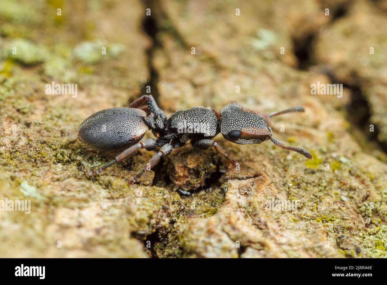 Ant de la tortue du Texas (Cephalotes texanus) sur un arbre de Mesquite au miel (Prosopis glandulosa). Banque D'Images